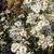 cream pies avatar