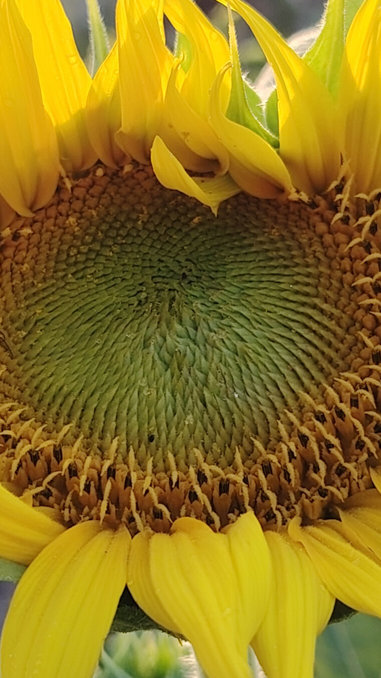 PastFuture cover image