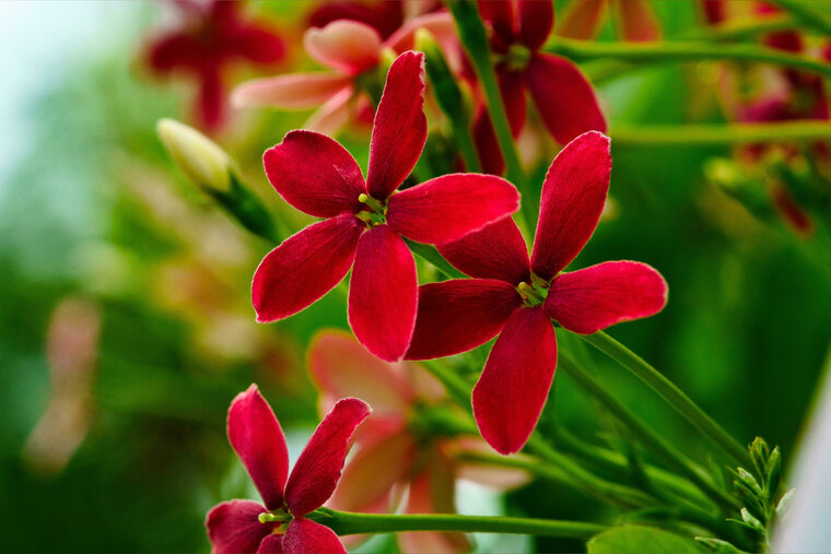 Abigail cover image