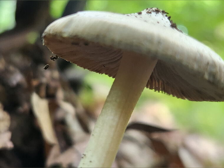 BaceMushroom banner image