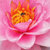 Innocent wild thing avatar