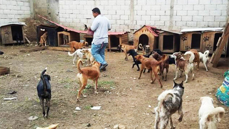 Helping Pets GT cover image