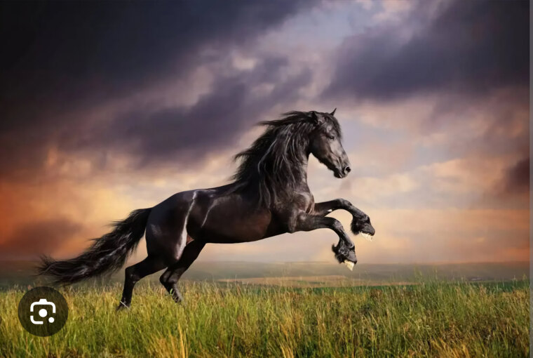 AsianStallion6969 cover image