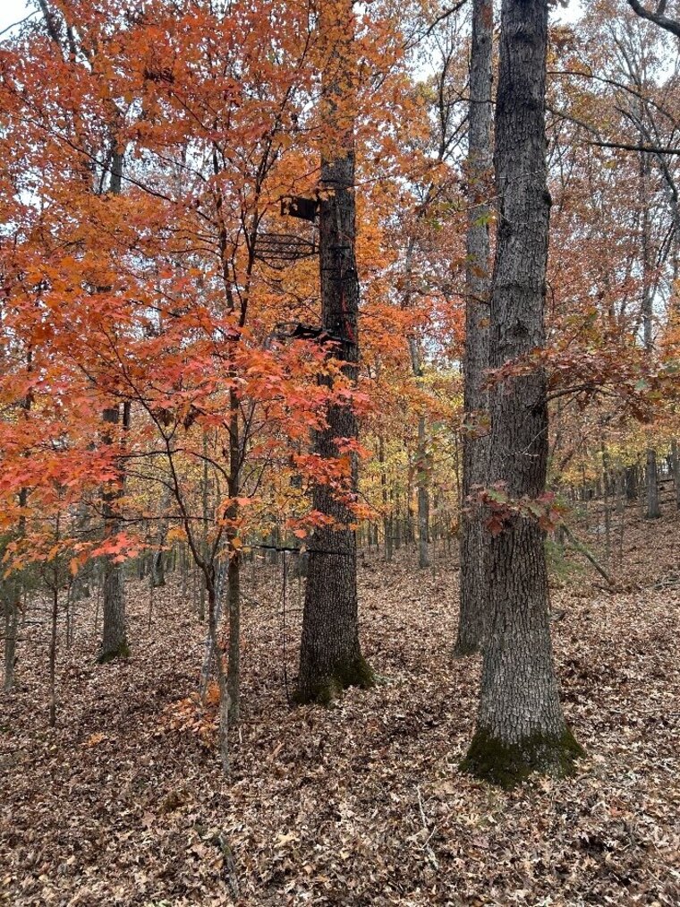 Shagwell67 banner image