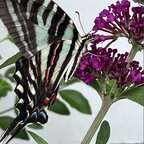 Butterfly kisses avatar