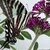 Butterfly kisses avatar