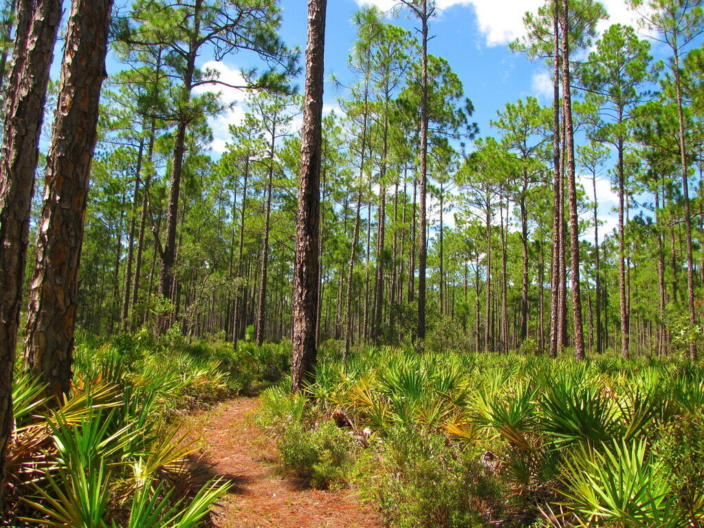 Johnny Longleaf banner image