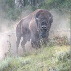 OnlyBison avatar