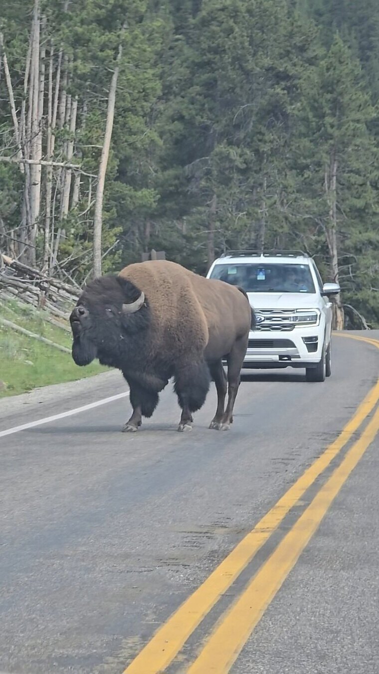 OnlyBison cover image