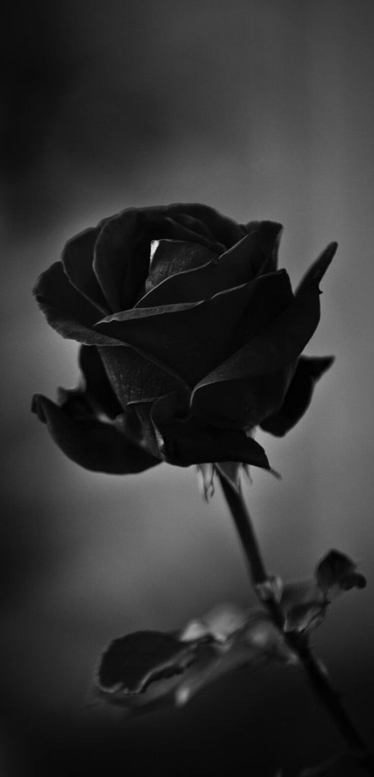 Black Rose cover image