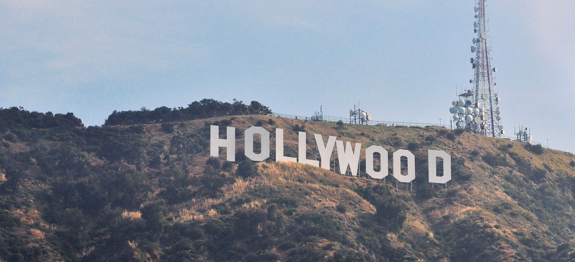 Steve banner image
