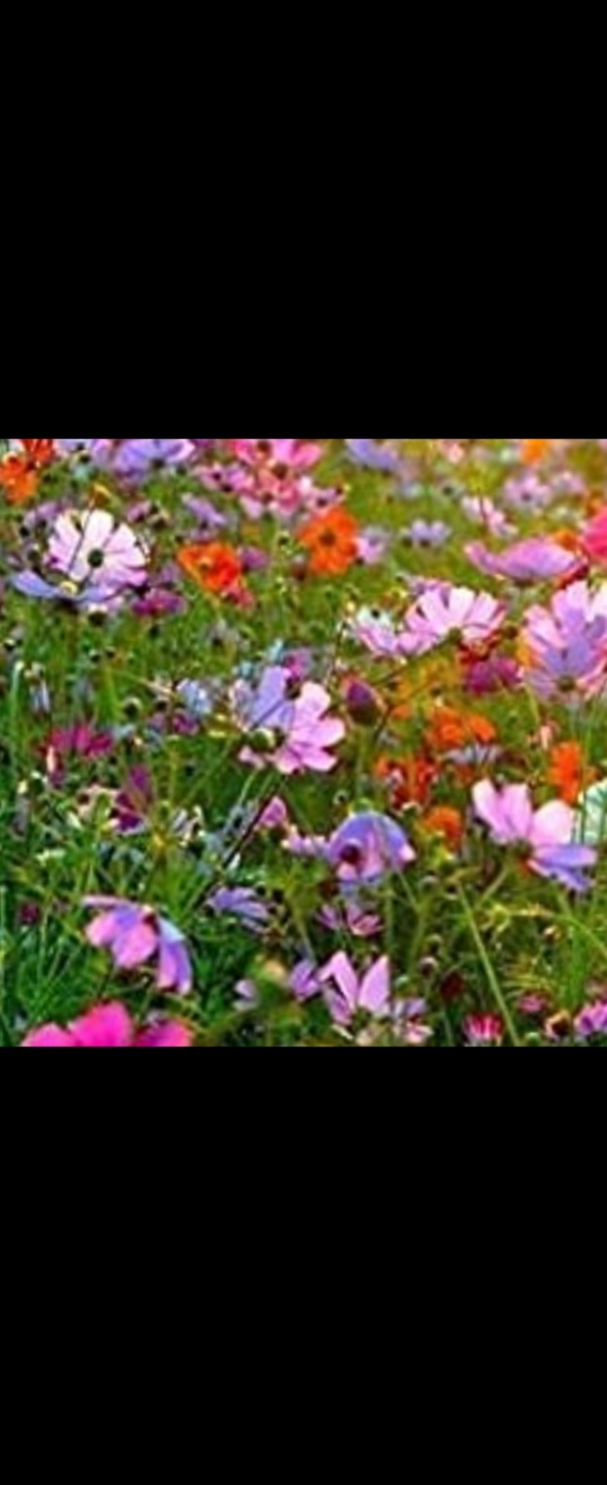 Goddess of Arches banner image