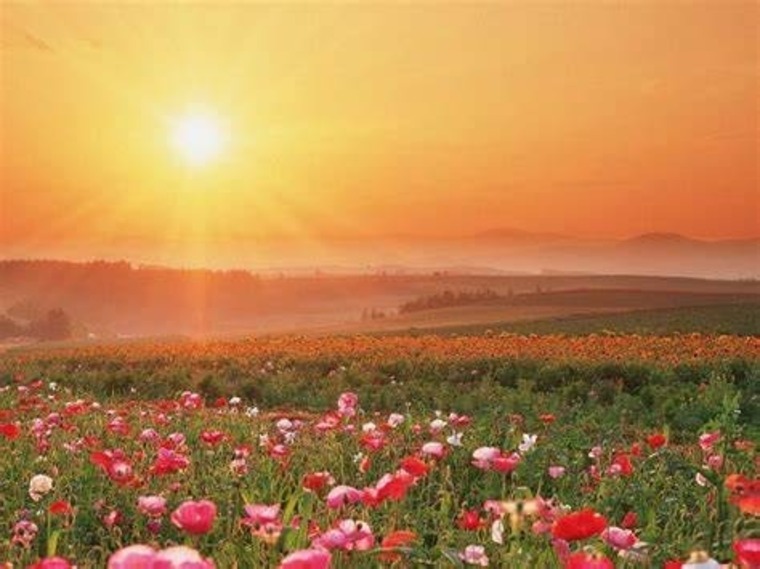 Melinna Shepherd banner image
