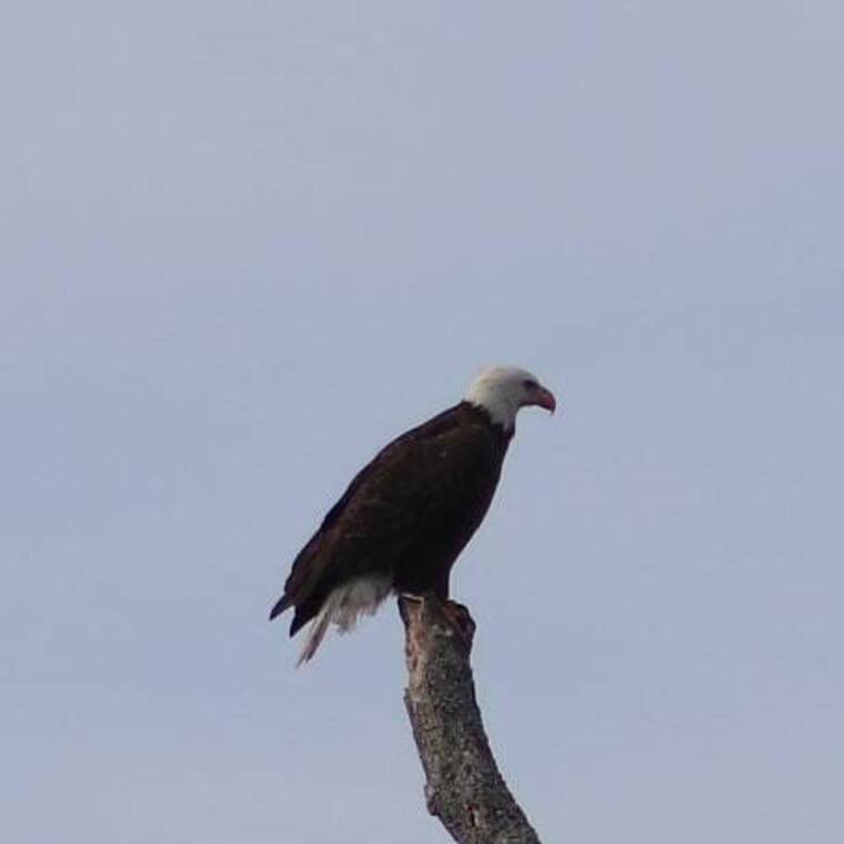 Nature cover image