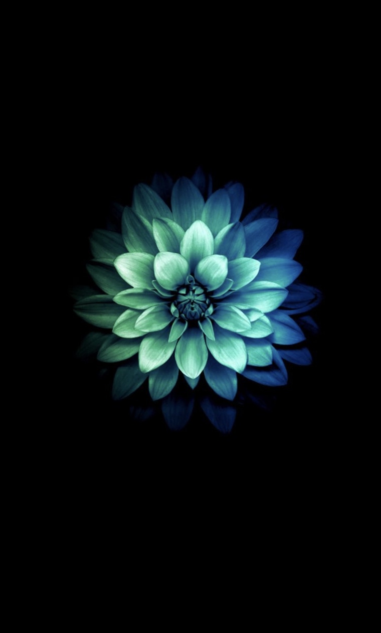 Sunflower cover image