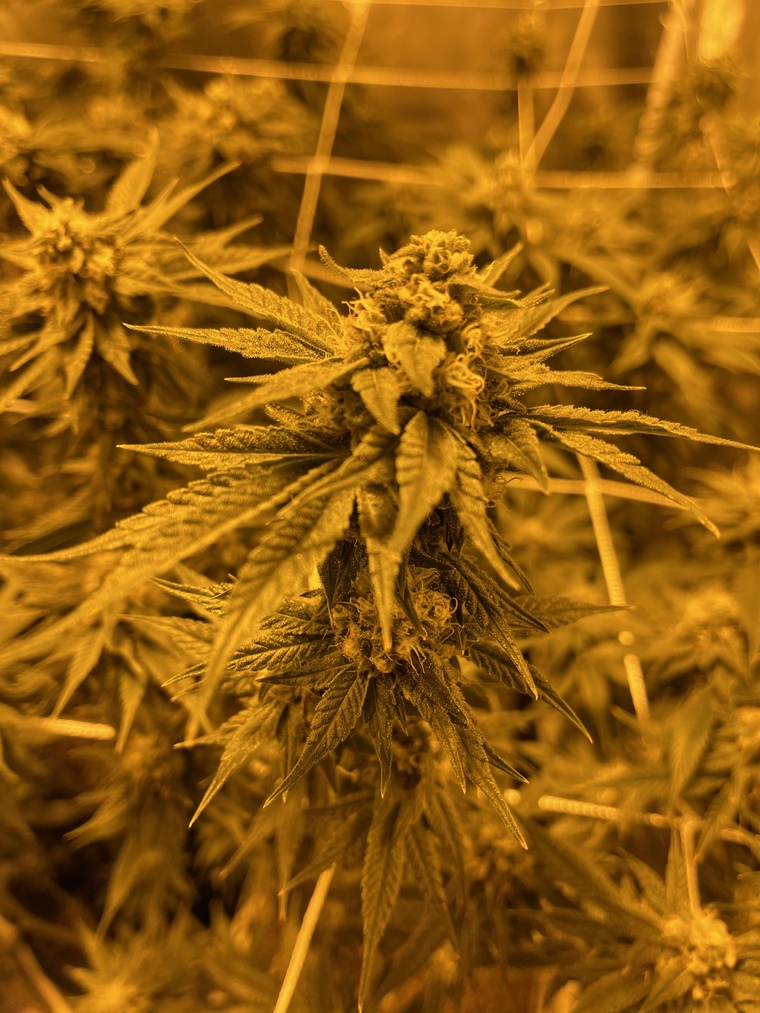 EmiLuv420 banner image