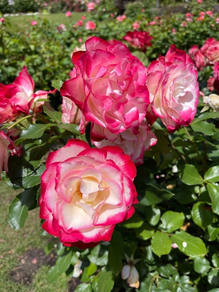 Ume_fitto banner image