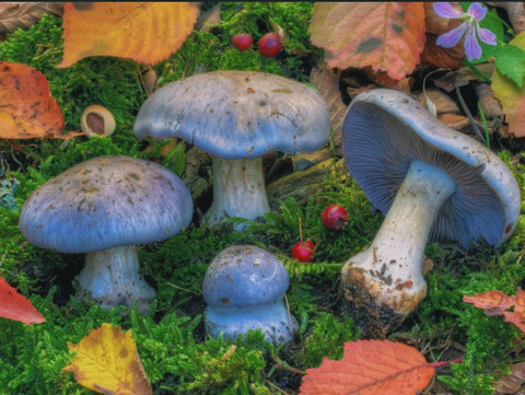 Ivy cover image