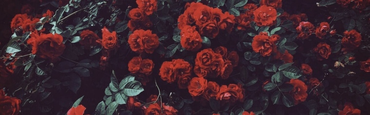Rose Trinity cover image