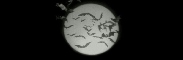 🦇 cover image