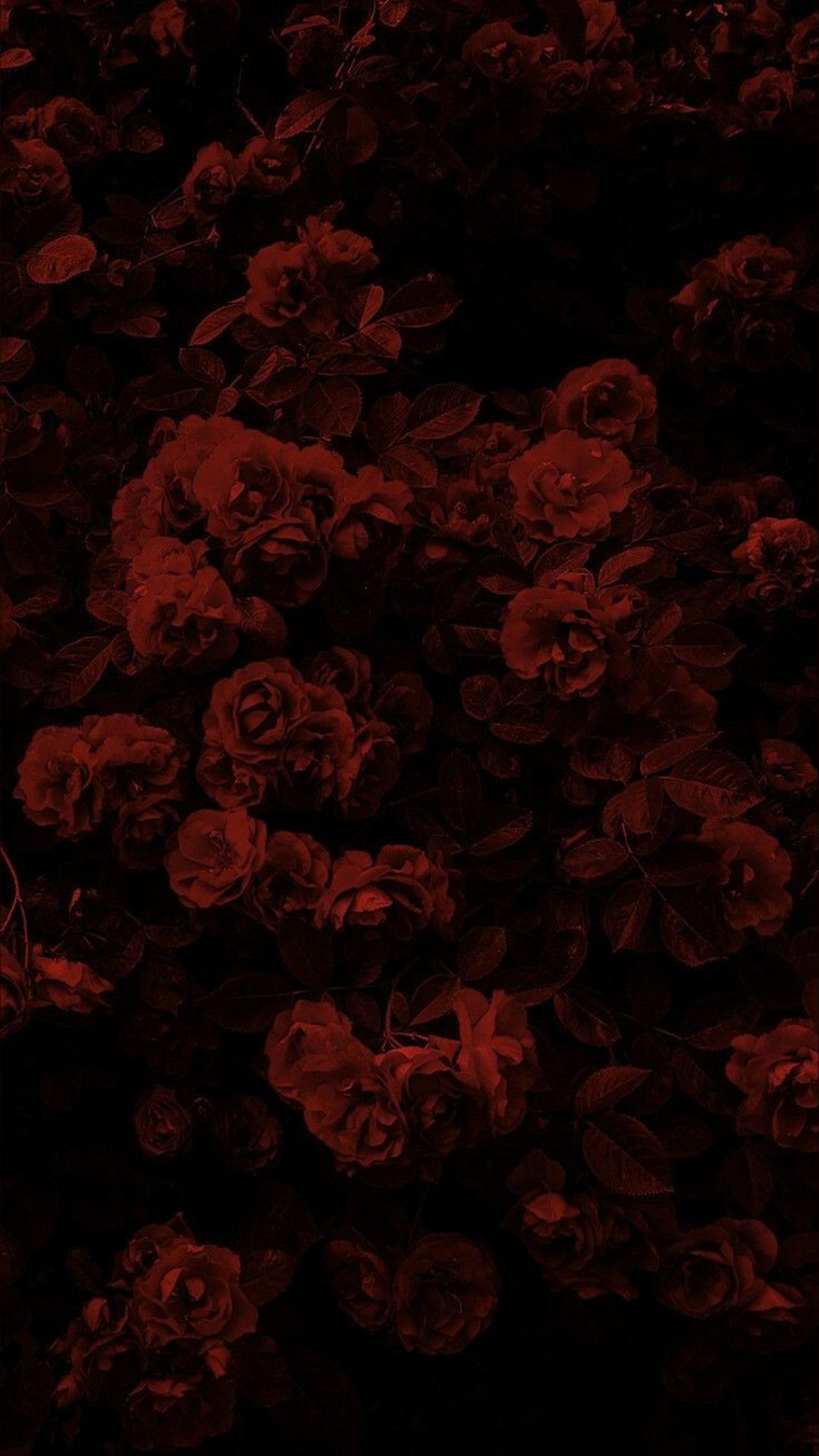 VAMPIRE cover image