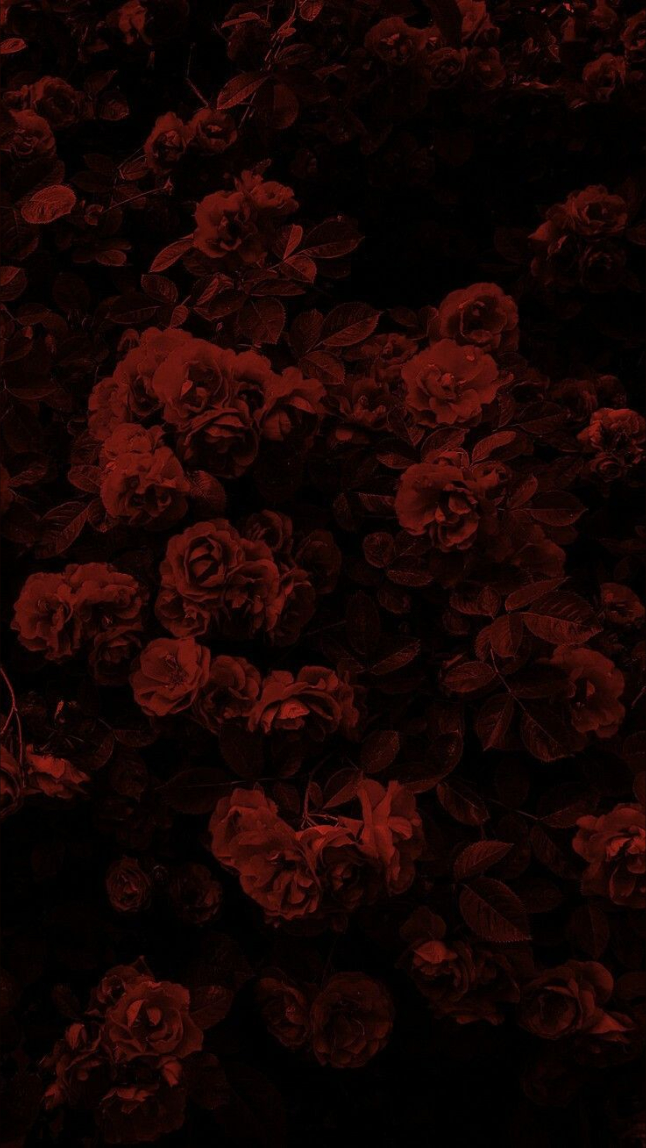 VAMPIRE banner image