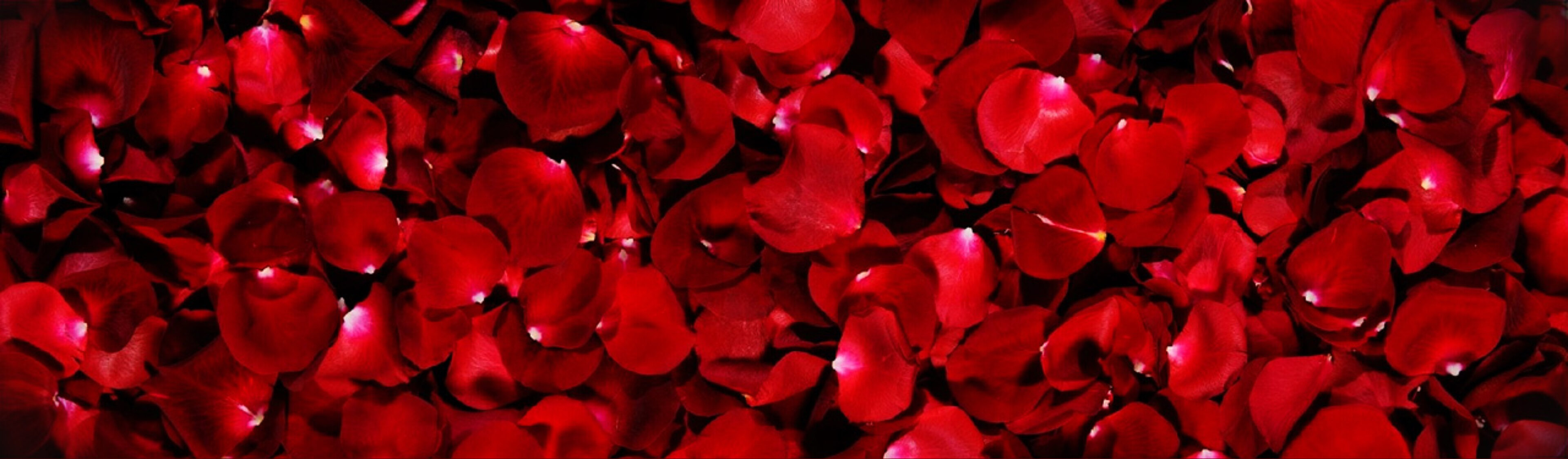 Dakota heshelman banner image