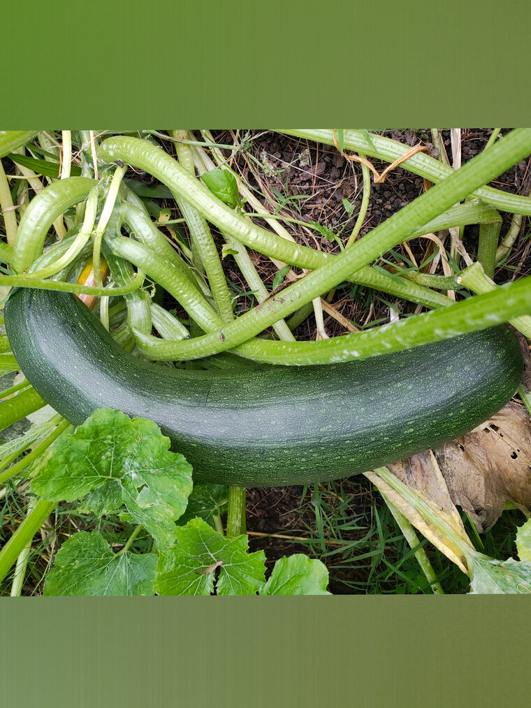 Noodles banner image