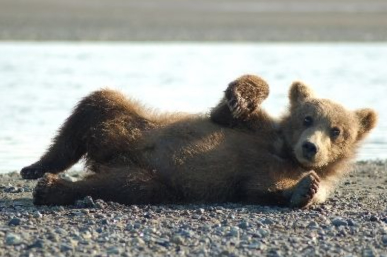 Bear cover image