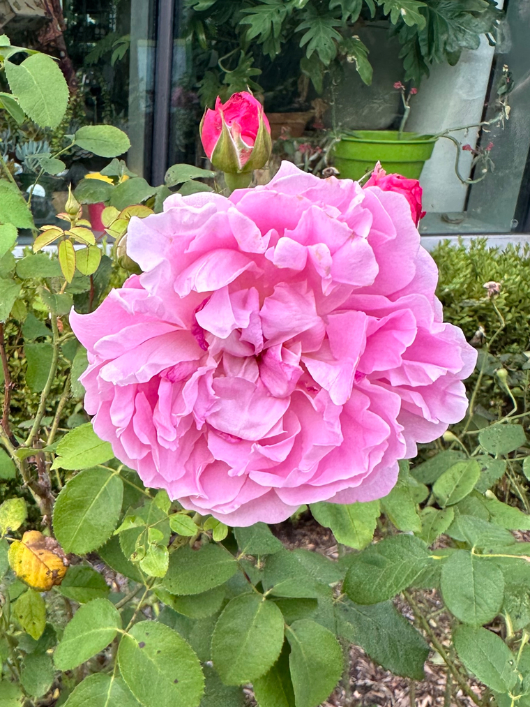 Venus Rose banner image