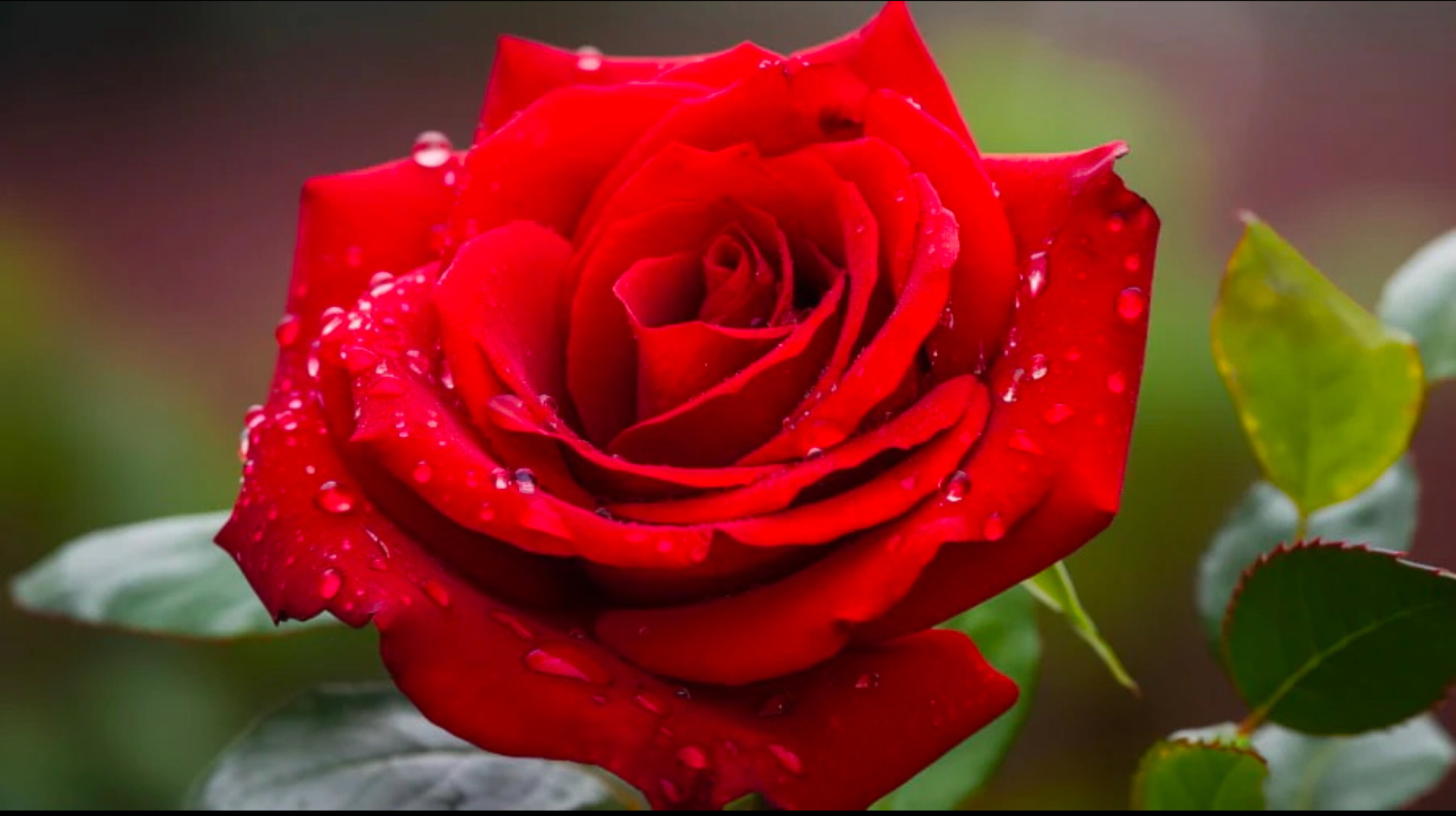 Lucy Marie banner image