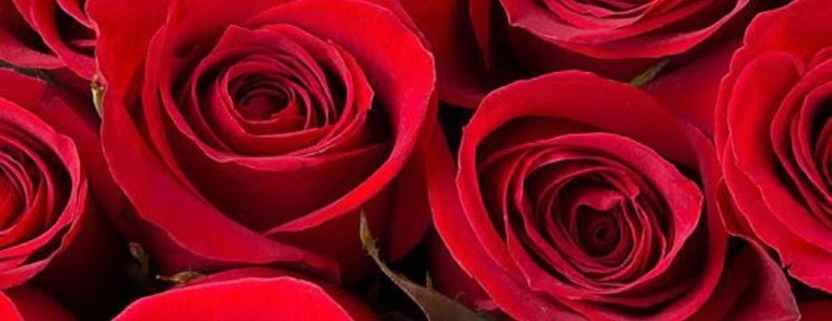 Victoria Rose banner image