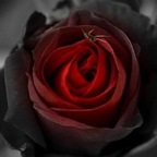 Vicxroses avatar