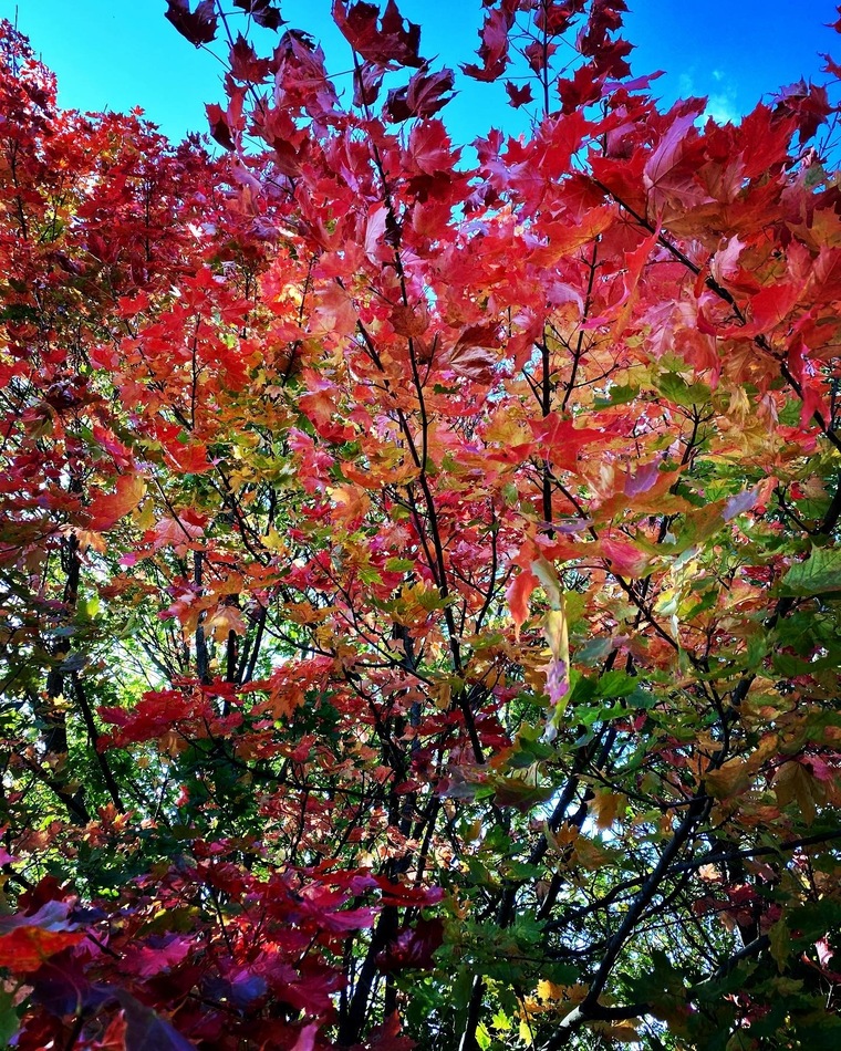 blodbudding@hotmail.com cover image