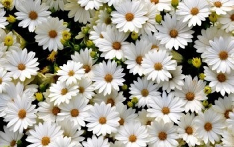 Violeta cover image