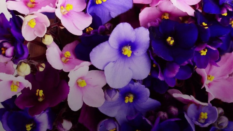 Violet cover image