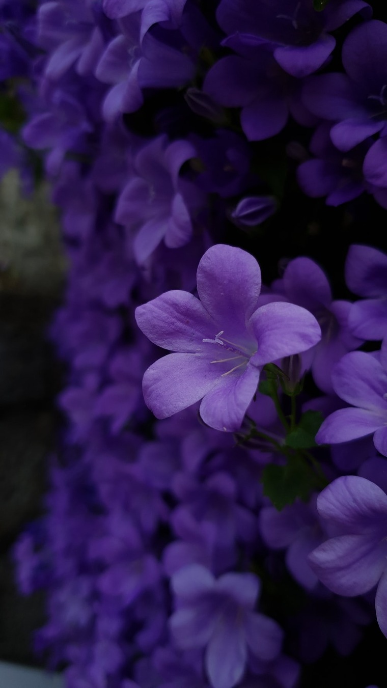 Violet 💜 cover image