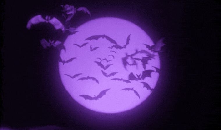 Lil Lilac cover image