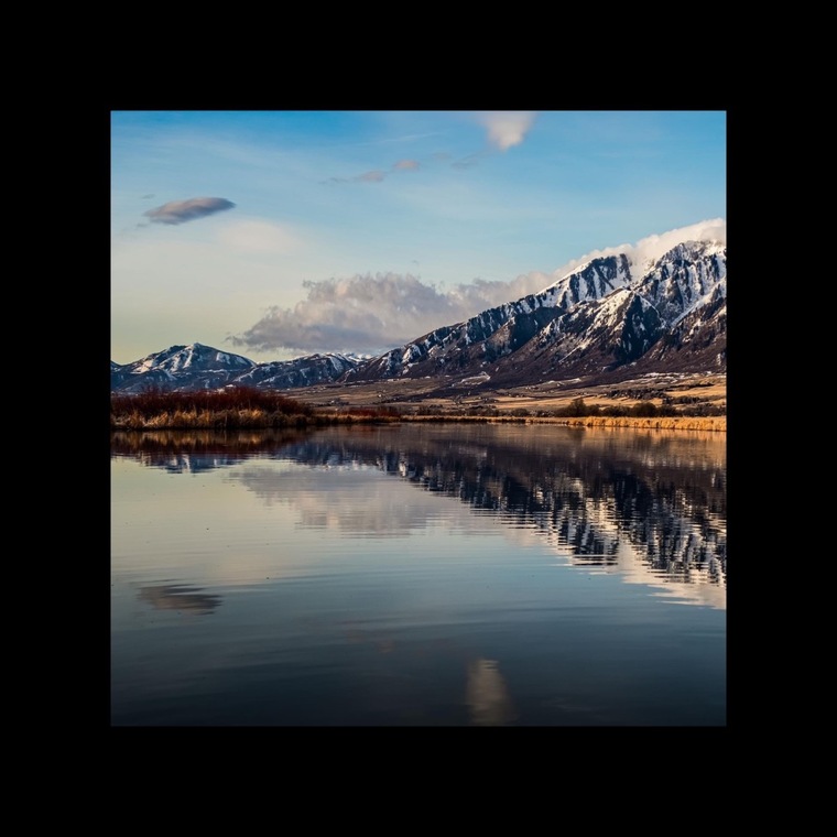 VioletViola cover image