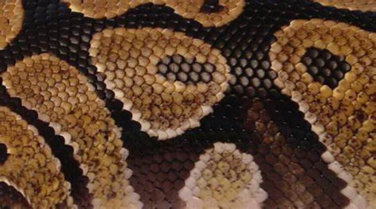 Viper Nyx 🐍 banner image