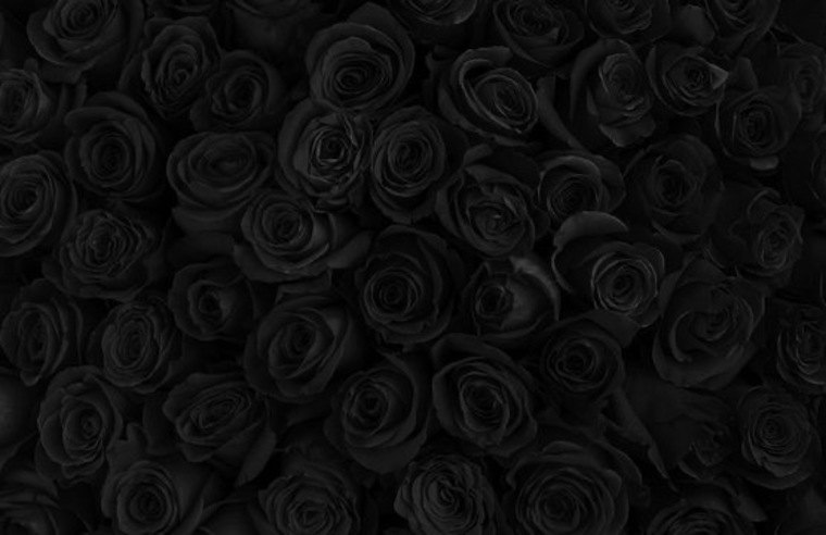 Vivian Black banner image