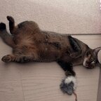 OnlyCats avatar