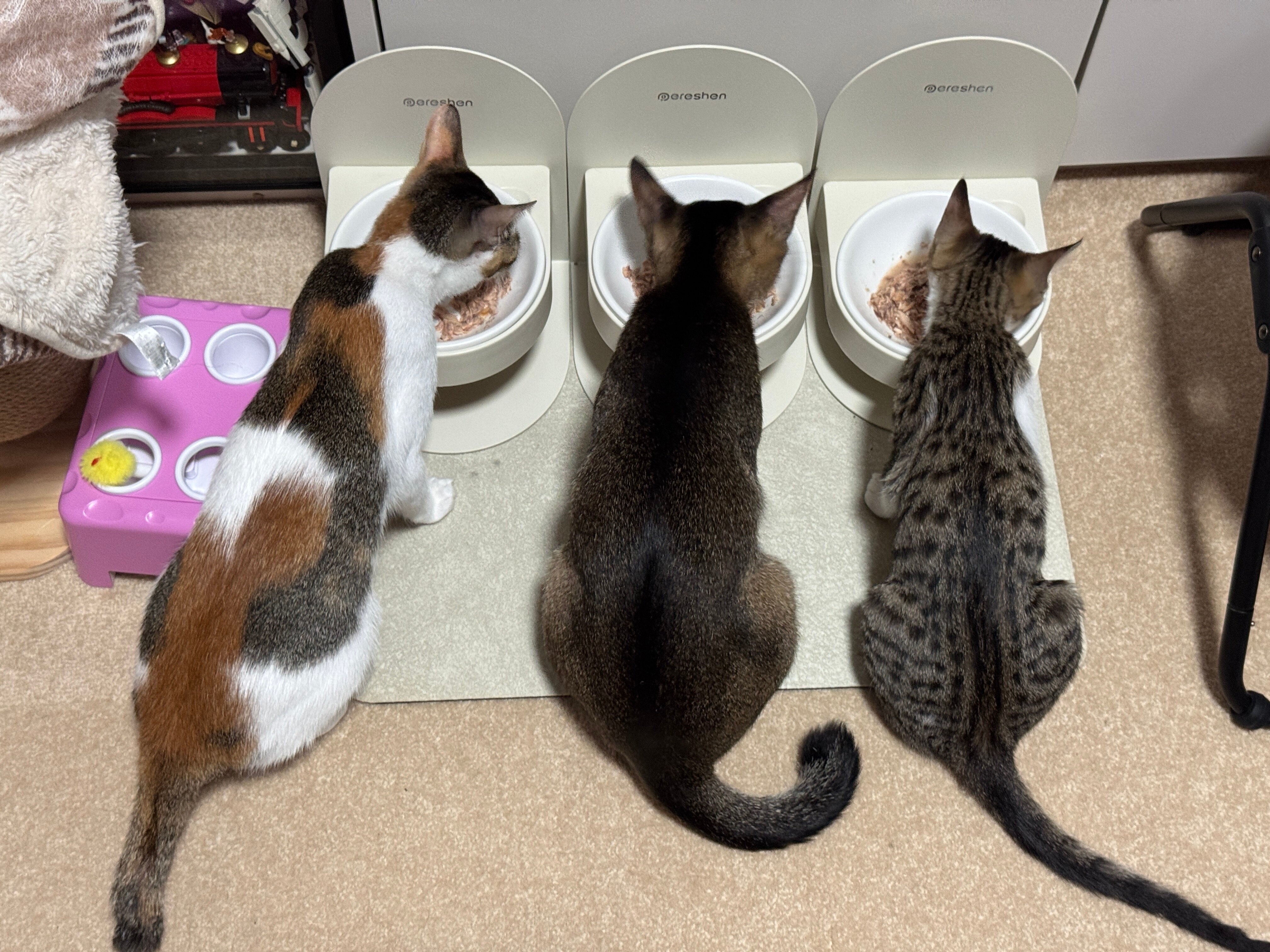 OnlyCats banner image