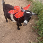 Wakanda the goat avatar