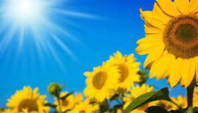 Sunshine ☀️ banner image