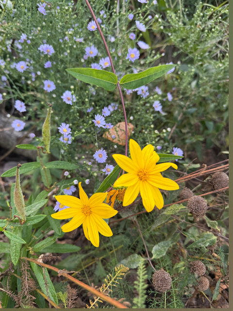 weaselgarden cover image