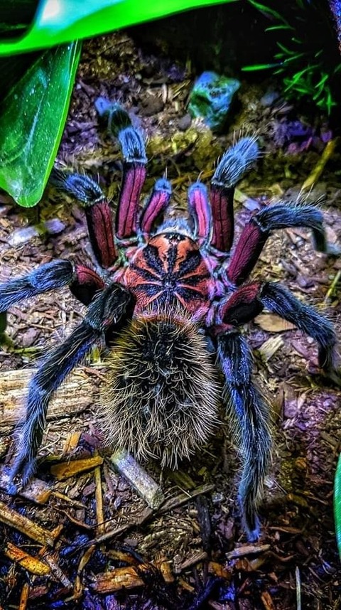 Web Butt cover image
