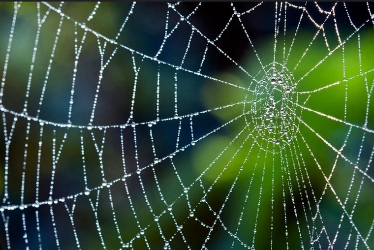 Webbed_up banner image