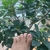 Webbed Toes Guy avatar