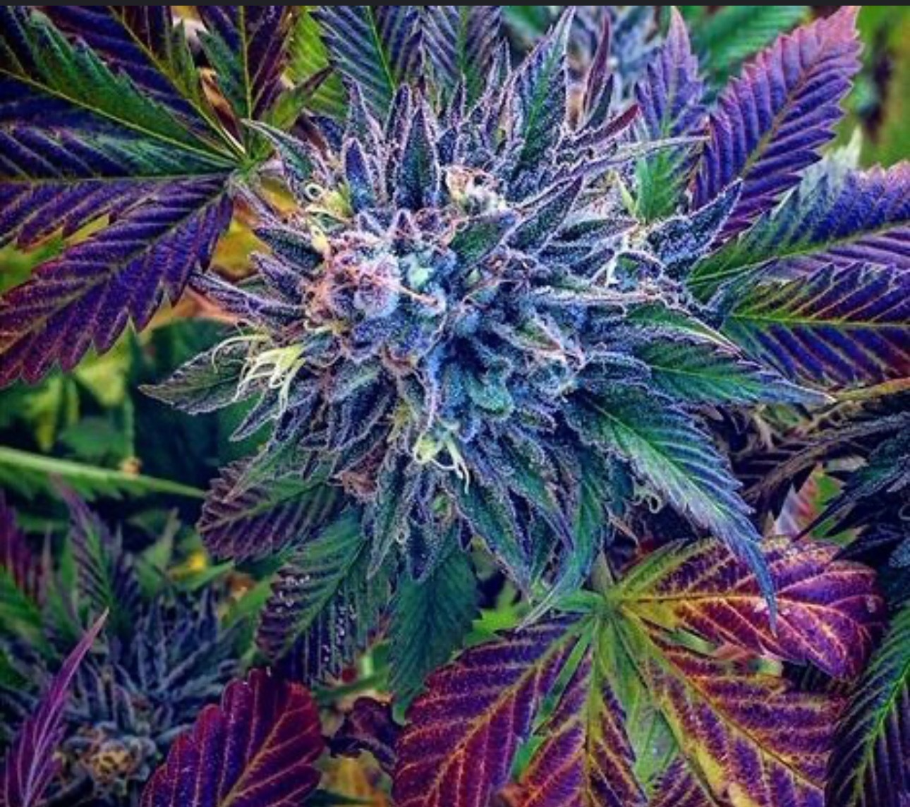Weedbefriends420 banner image
